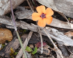 Drosera platystigma