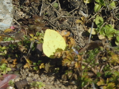 Eurema mandarina