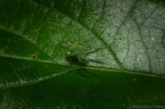 Bijoaraneus praesignis
