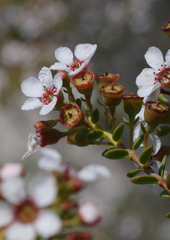 Leptospermum oligandrum