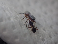 Tutelina similis