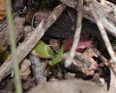 Drosera platystigma