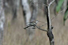 Stizoptera bichenovii
