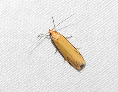 Philobota protecta