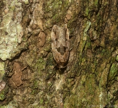 Barea melanodelta