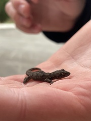 Mediodactylus danilewskii