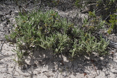 Scaevola canescens