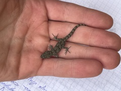 Mediodactylus danilewskii