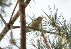 Phylloscopus proregulus