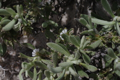 Scaevola canescens