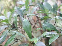 Ternstroemia gymnanthera