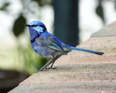 Malurus splendens splendens