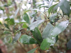 Ternstroemia gymnanthera