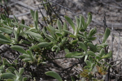 Scaevola canescens