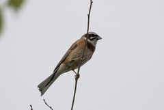 Emberiza cioides