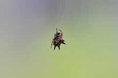 Austracantha minax