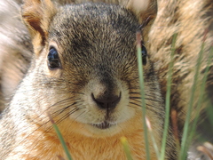 Sciurus niger