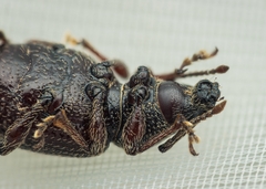 Otiorhynchus cribricollis