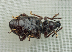 Otiorhynchus cribricollis