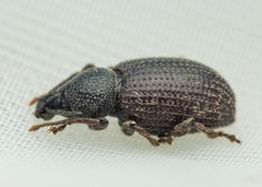 Otiorhynchus cribricollis