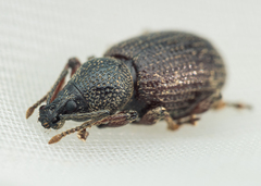 Otiorhynchus cribricollis