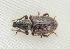 Otiorhynchus cribricollis