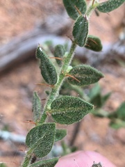 Capparis arborea