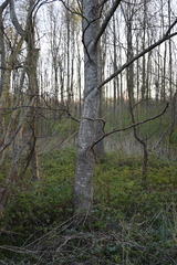 Betula pubescens