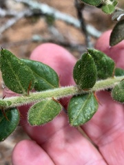 Capparis arborea