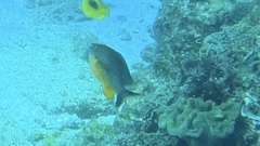 Plectroglyphidodon gascoynei