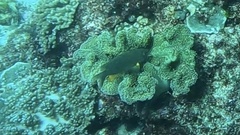 Plectroglyphidodon gascoynei