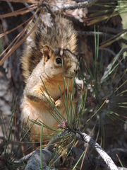 Sciurus niger
