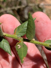 Capparis arborea
