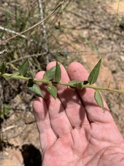 Capparis arborea