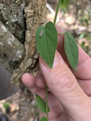 Parsonsia leichhardtii