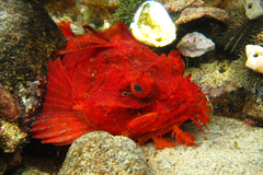 Hemitripterus americanus