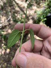 Parsonsia leichhardtii