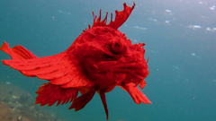 Hemitripterus americanus