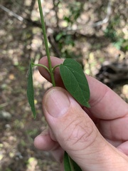 Parsonsia leichhardtii