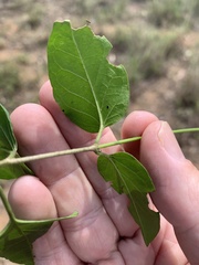 Parsonsia leichhardtii