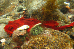 Hemitripterus americanus