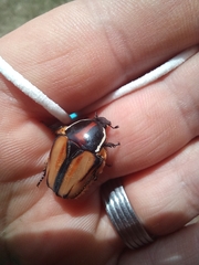 Trichostetha signata