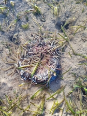 Macrodactyla doreensis