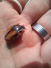 Trichostetha signata