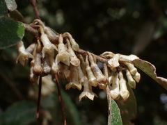Elaeagnus thunbergii