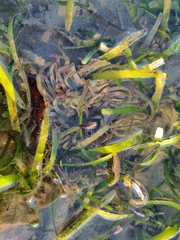 Macrodactyla doreensis