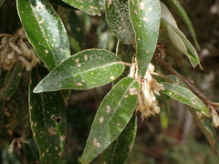 Elaeagnus thunbergii