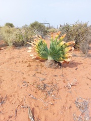 Boophone haemanthoides