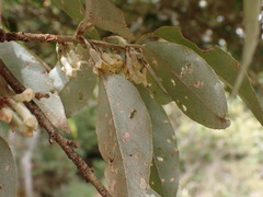 Elaeagnus thunbergii