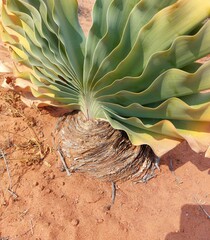 Boophone haemanthoides